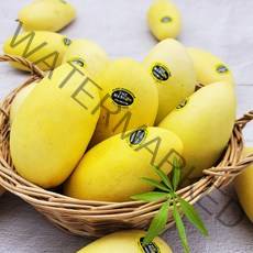 필리핀 골드망고 9과 2.6kg이내 (대과)