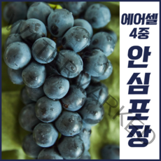[산지직송] 국내산 포도 충북 영동 프리미엄 캠벨포도 에어캡 완벽포장, 1kg 특품 2-4수