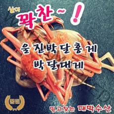 제철 울진 영덕대게 후포 연지 붉은 박달 홍게 대게 직거래 당일 택배 - 자숙 (생물인 경우 주소에 표기), 3. 박달홍게(대-451g~550g) 5미/세트