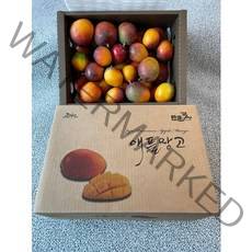 제주직송 만쿤 제주산 미니 애플망고 왕/특/상/하, 상1kg