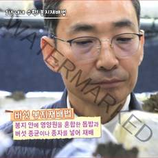 잎새버섯 생 1kg (천기누설등 각종TV 촬영지) 무농약 GAP인증, 1팩, 600g