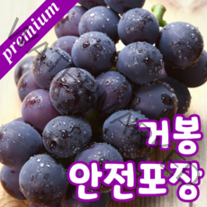 [포도농장] 프리미엄 고당도 거봉 충북 영동산 거봉 씨 없는 포도 안전포장, 900g 특품 2수