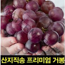 입장거봉포도 거봉 거봉포도1KG 고씨네 거봉아이스크림 영천거봉 입장거봉 특급 안성거봉 씨없는거봉, 거봉 1kg