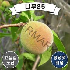 (나무85) 복숭아나무 11종 시리즈, 11. 엘바트 결실주