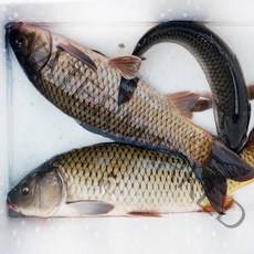 지에스푸드 국내 자연산 민물새우 1~2kg, 1세트, 03. 활어 잉어 4kg(1-2미)