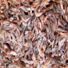 특별할인판매 고산민물수산 민물새우 1kg 국내산 냉동, 1kg 냉동 민물새우