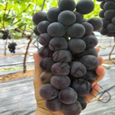 김천 거봉 포도 프리미엄 고당도 거봉 포도, 1kg 2송이