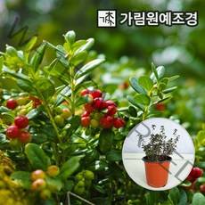 크랜베리 나무 4치포트 2개세트, 크랜베리4치포트(2개세트)