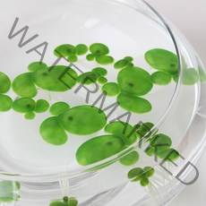 어항 수초 수족관장식 꾸미기 물고기 탱크 인공 부동 정원 물 부동 플로트 루트, 없음