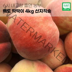 6시내고향 출연농부 경북 영천 백도 딱딱이 복숭아 2kg 4kg 산지직송, 1번. 2kg (5~8과)