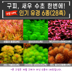 유경수초 6종(28촉) 구피 새우 수초 어항 입문자 초보 쉬운 붉은 아름다운 은신처