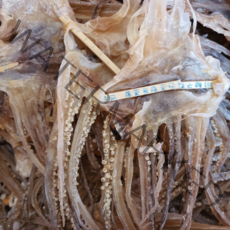 홍쓰건어물 국산 마른오징어다리300g, 1개300g