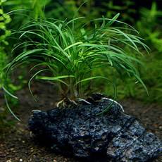 365수족관 활착된 애란수석, 1개