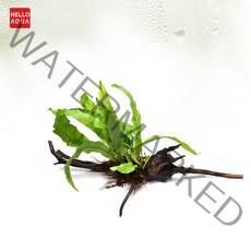 수초)부착형 절단유목 미크로소리움 활착-수족관 어항장식/헬로아쿠아