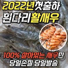 [2022년첫출하] 국산 흰다리 새우 활새우 1kg 2kg 생새우 대하새우 왕새우 캠핑 새우구이 구이용, 1. 활새우 1kg
