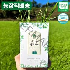 국산 유기농 새싹보리 분말 스틱 사랑한스푼 3g x 30포 어린잎 효능, 통2+스틱1+보틀1