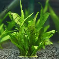 미미네플랜츠 미크로소리움 프테로푸스 1포트, 없음