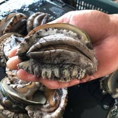 [항아리속바다] 완도 참전복 직접키운 직거래 완도 활전복, (특대전복)8-9미, 1kg(8-9마리)