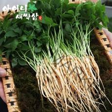 아이니 새싹삼 소 100 뿌리 (15~20cm) [선물포장 가능], 1box, 보자기