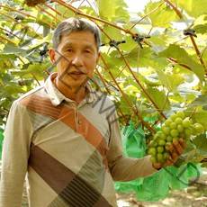 수출용 샤인머스켓 망고포도 선물세트, 1box, 특등급수출용 2kg(2~4송이)