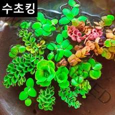 [수초킹] 키우기 쉬운 부상수초 5종 랜덤세트 / 수초맛집 목련 물배추 필란터스 플루이탄스 피시티아 sp. 루드위지아 세디올데스 긴코 생이가래 개구리밥 살비니아 쿠쿠라타 나탄스
