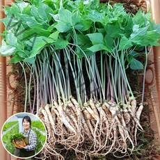 [맘스호미] 장성농부 새싹삼 새싹인삼 면역력 선물, 1박스, 새싹삼 M_25개