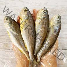목포 반건조 참조기 18cm 내외 (12마리 24마리) 가정용 구이, 조기 18cm내외 / 12마리