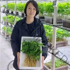 새싹삼, 3호팩 대30뿌리