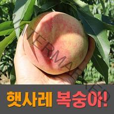 2022 산지직송 장호원 햇사레 복숭아 백도 황도복숭아 3kg 4kg, 황도복숭아 3kg 6-10과