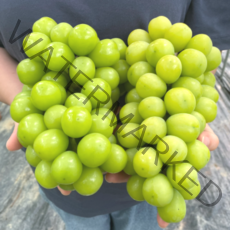 품질선별 고당도 샤인머스켓 망고포도 500g/1kg/2kg 김천 2022년 첫출하 씨없는 포도 설 추석 명절 선물세트, [품질선별] 김천 샤인머스켓 500g (1수)