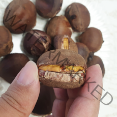 국내산 공주 칼집밤 2kg(대사이즈) 정안 조생밤 군밤용밤 햇밤, 국내산 칼집 조생밤(대)2kg