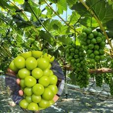 당도선별 프리미엄 샤인머스켓 실속형 선물용 추석선물세트, 고당도 프리미엄 샤인머스켓 1.3~1.4kg 2수