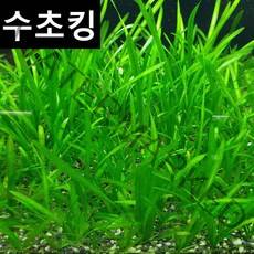 수초맛집 수초킹 키우기 쉬운 초보수초 발리스네리아 베이비리프, 10개
