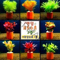 [미초 오픈이벤트] 초보도 키우기 쉬운 포트수초 랜덤발송 3종세트 + 부상수초 1종 서비스/ 초보자용 어항 수초 / 수초 세트