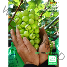 [GAP 인증] 예천 고씨네 하하농장 프리미엄 샤인머스켓 2kg / 4kg