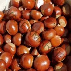 22년 햇 밤 출시 (공주) 밤 / (특)사이즈 / (대)사이즈 2.1kg ~ 4.2kg, 1box, 2.1 kg (대/사이즈)