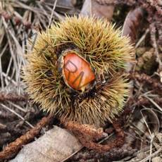 [한울지기] 공주 밤 옥광밤 생밤 왕밤 2kg 4kg 제수용밤, 중2kg