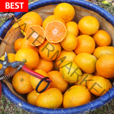 [최대 7500원 혜택] 극조생 노지 감귤 5kg 10kg, 극조생 노지귤  SML혼합 (5kg)