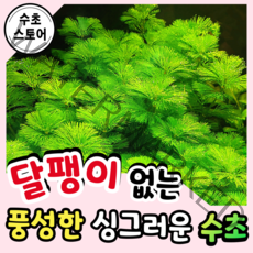 [수초스토어] 검역 그린 카붐바 5촉 / 구피 새우 어항 수초 쉬운 예쁜 은신처 중경 후경 초보 풍성한 쉬운 은신처 흑사 붉은 무이탄 치어 베타 열대어