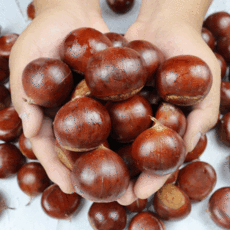 22년 공주밤 햇밤 정안밤 알밤 제수용밤 2kg 산지직송, 한울 햇밤 4kg 대과