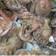 정성수산 고흥 돌문어1kg(1~3미), 단품