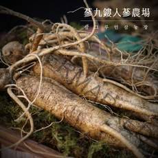 국내산 금산인삼 5년근 6년근 인삼 수삼 750g 무료세척 난발삼 원수삼 선물용 삼계탕용 요리용 인삼주용, 선택6 뿌리 많은 인삼 대