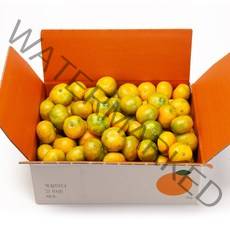 깨비농원 조생 감귤 9kg, 조생감귤 9kg 특로얄과(S)