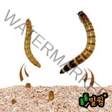 통통 밀웜 2~3cm, 100마리+50마리