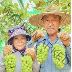 경북 당일수확 프리미엄 포도 샤인머스켓 선물세트 2Kg [3송이 내외], 샤인머스켓 2Kg