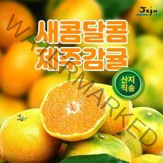 제주 고당도 인증 당도보장 농장 직송 서귀포 하우스 노지 귤 감귤 제주감귤 3KG 5kg 10KG, 2.고당도 타이벡 노지 감귤 10KG(L-2L)