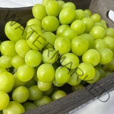 [달콤한과일] 당일경매 당일발송 고당도 샤인머스켓 2kg, 2kg 4-6수