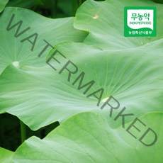 [산지직송] 무농약 자연산 연잎 10장 20장