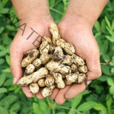 산지직송 국산 경남 창녕 피땅콩 흙땅콩 햇땅콩 껍질 생땅콩 삶은땅콩 1kg 2kg 3kg 견과류 국내산 조림 에어프라이어, 피땅콩 2kg