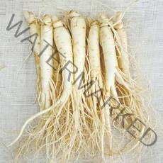 22년 햇수삼!! 삼키우는마을 고려수삼 세척 무세척 수삼 가정용, 다.원20-700g-무료세척